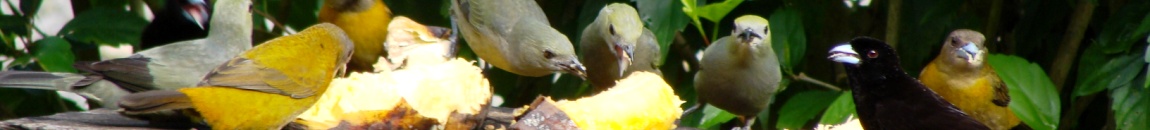 Birds (Costa Rica)